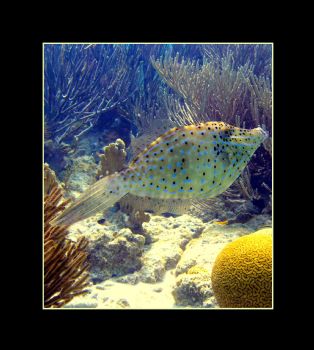Filefish amidst a forest of soft coral and brain coral.  ... by Chris Young 